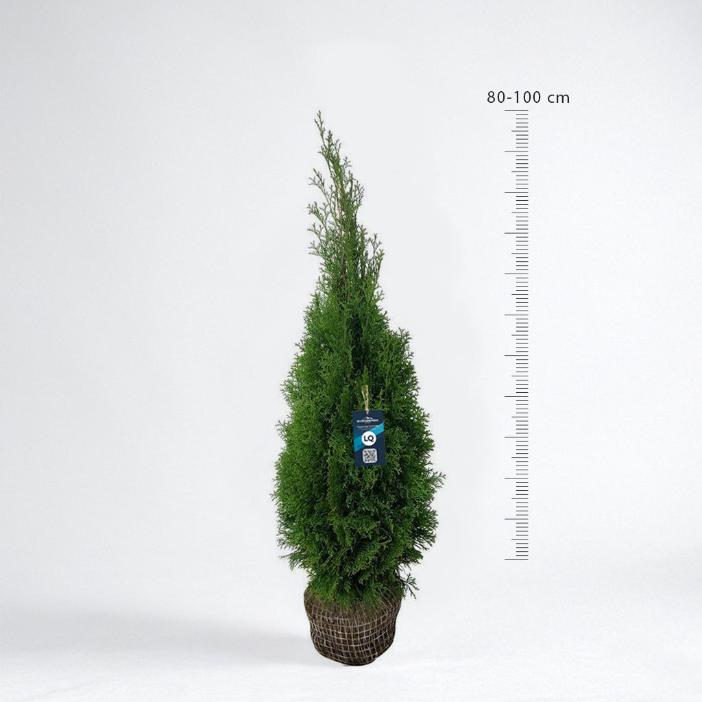 Thuja Smaragd 80-100 cm Rotklump - Köp Premiumhäck LQ