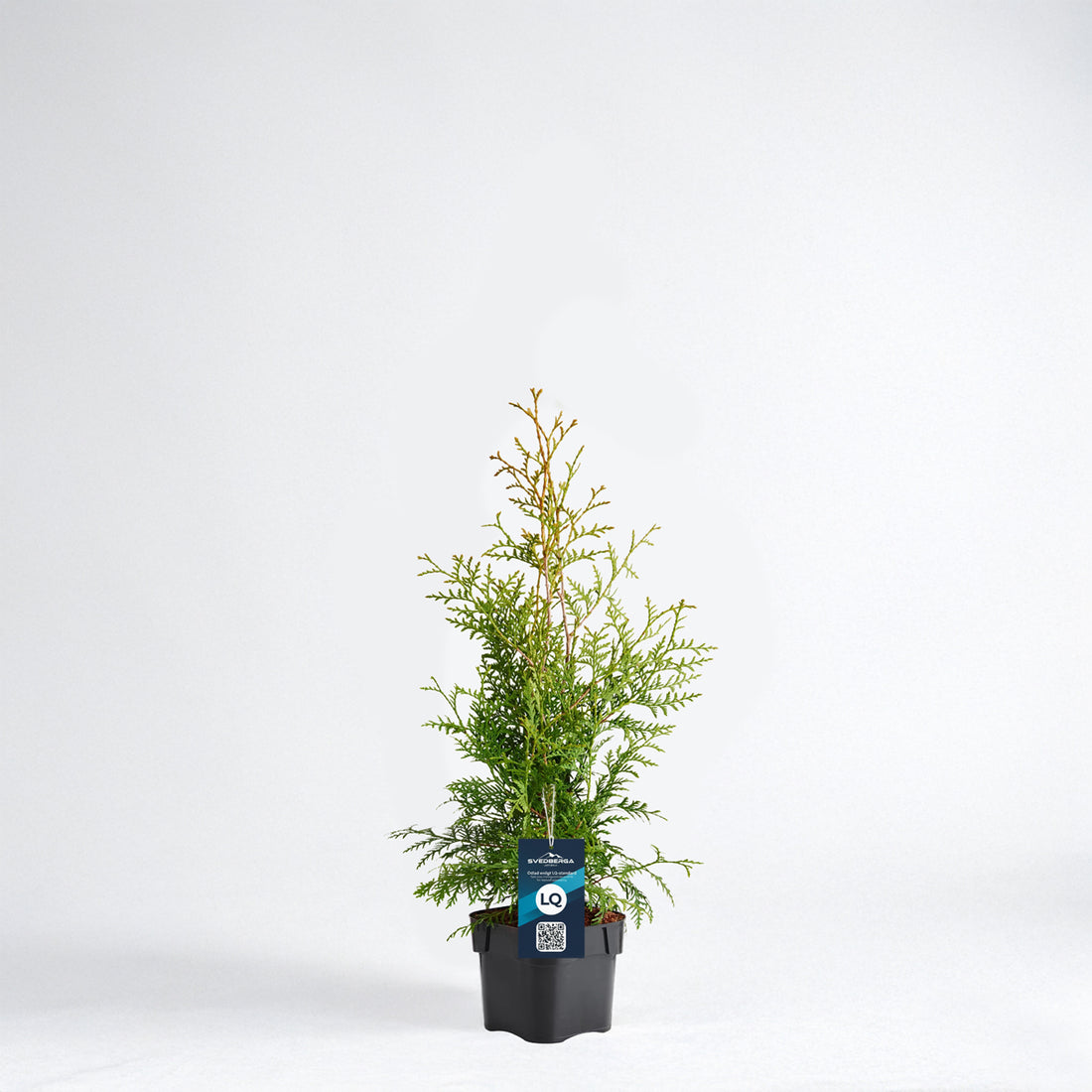 Thuja Brabant 40-60 - Krukodlad - LQ