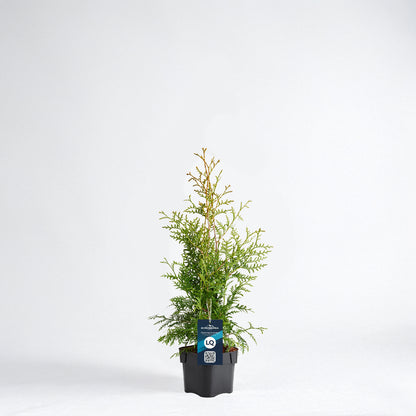 Thuja Brabant 40-60 - Krukodlad - LQ