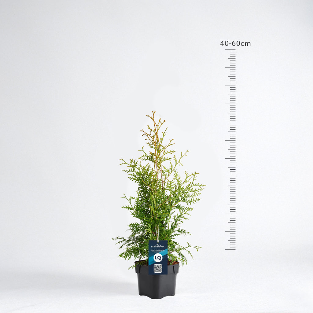 Thuja Brabant 40-60 - Krukodlad - LQ