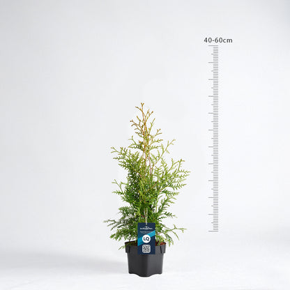 Thuja Brabant 40-60 - Krukodlad - LQ