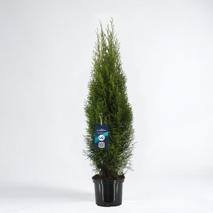 Thuja Smaragd 80-100 - Krukodlad C5 - LQ