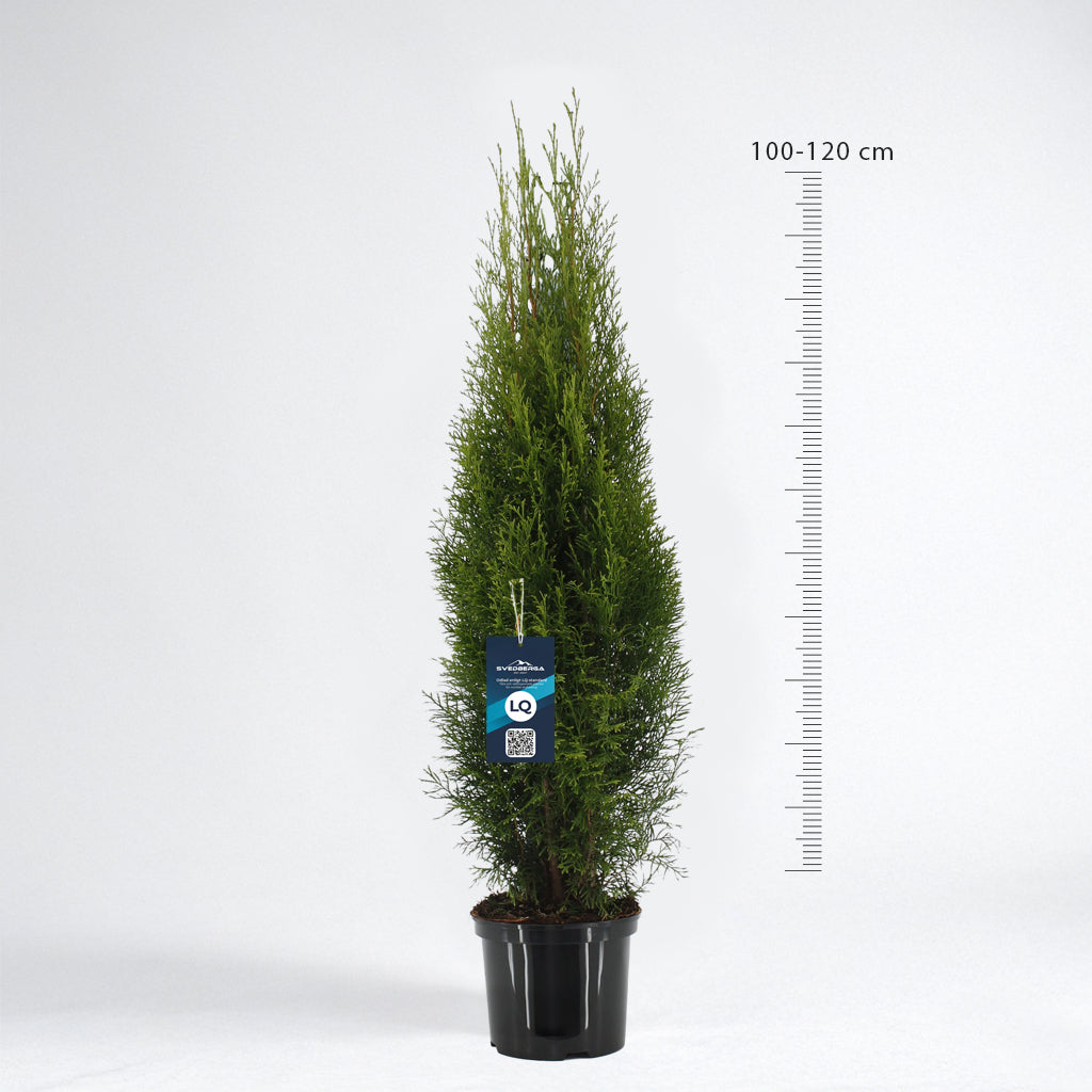 Thuja Smaragd 100-120 - Krukodlad C5 - LQ