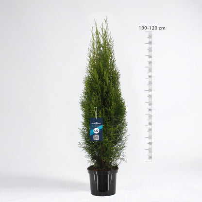 Thuja Smaragd 100-120 - Krukodlad C5 - LQ