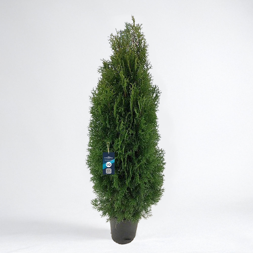 Thuja Smaragd 120-140 - Krukodlad C12 - LQ