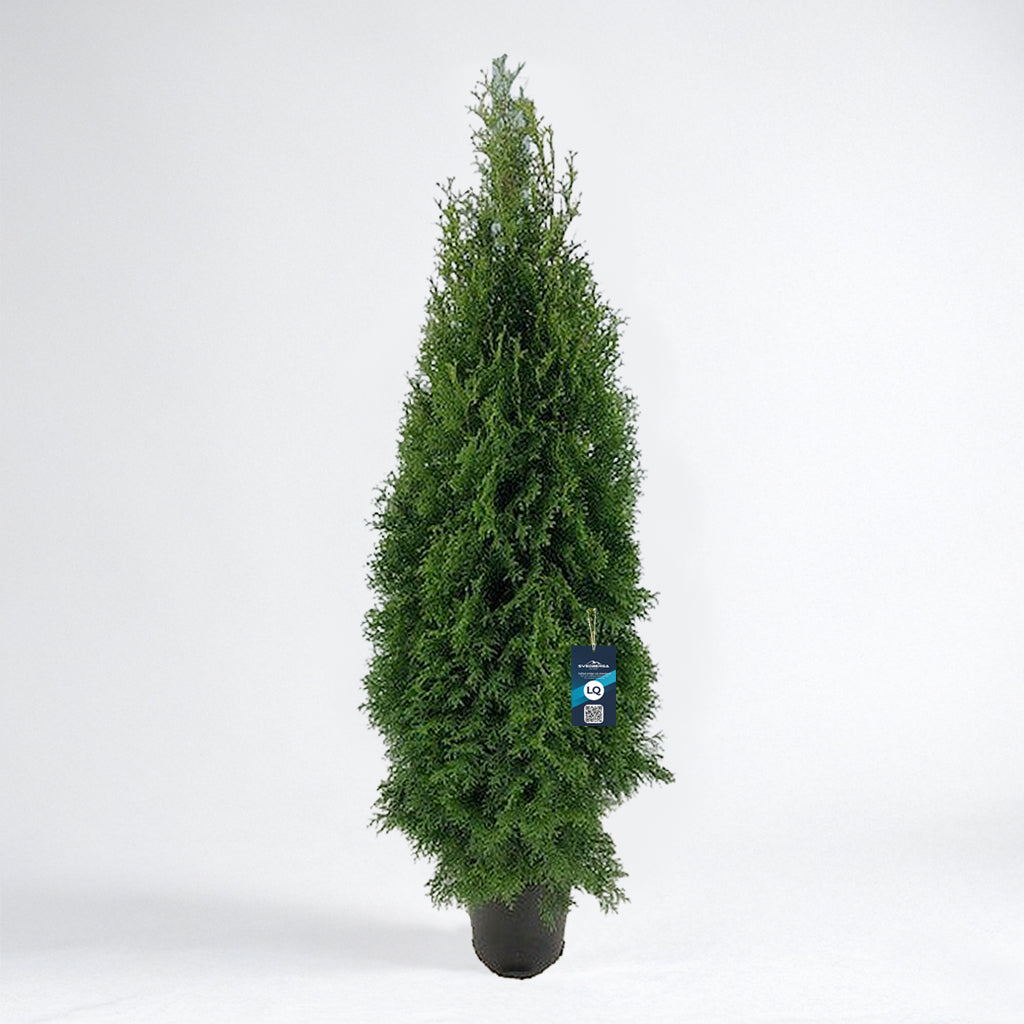 Thuja Smaragd 140-160 - Krukodlad C12 - LQ