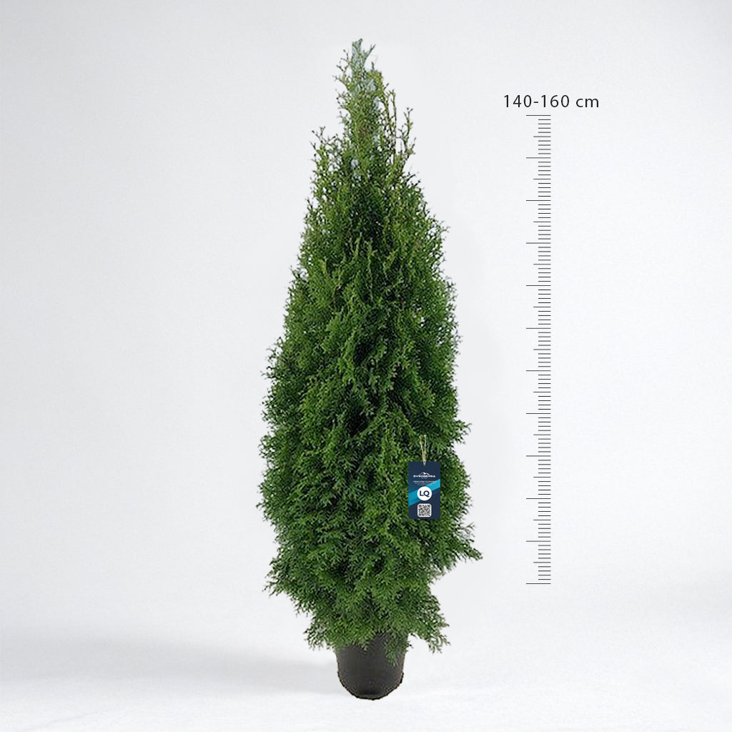 Thuja Smaragd 140-160 - Krukodlad C12 - LQ