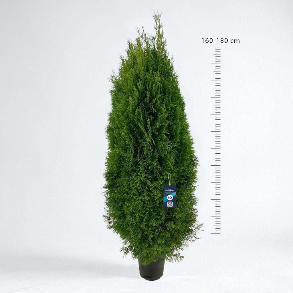 Thuja Smaragd 160-180 cm Krukodlad C12 LQ - Köp Premiumhäck
