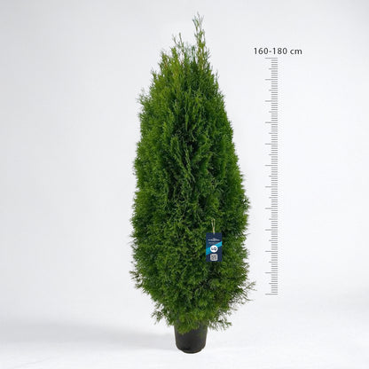 Thuja Smaragd 160-180 - Krukodlad C12 - LQ