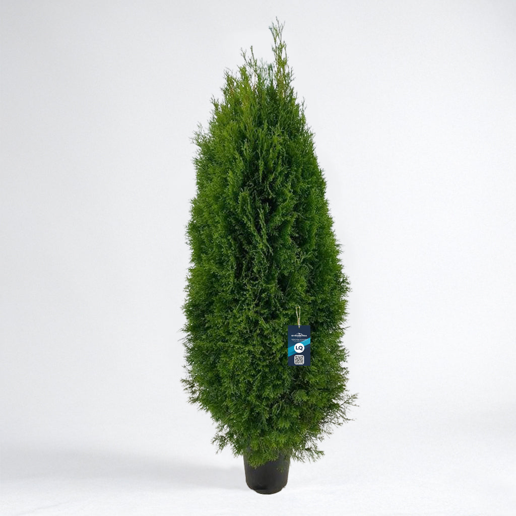 Thuja Smaragd 160-180 - Krukodlad C12 - LQ