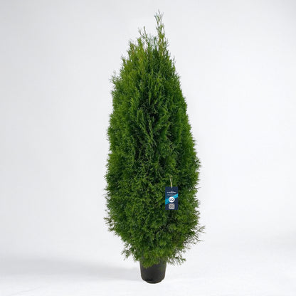 Thuja Smaragd 160-180 - Krukodlad C12 - LQ