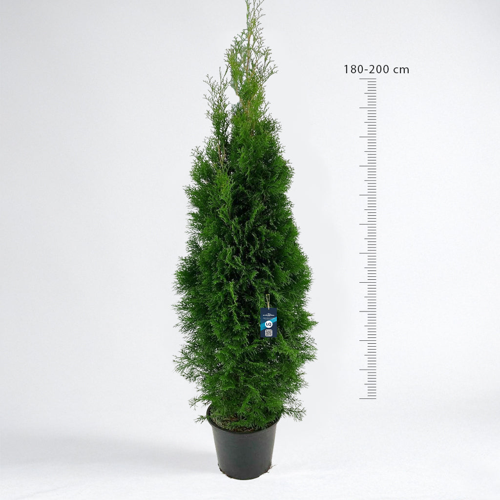Thuja Smaragd 180-200 - Krukodlad C12 - LQ