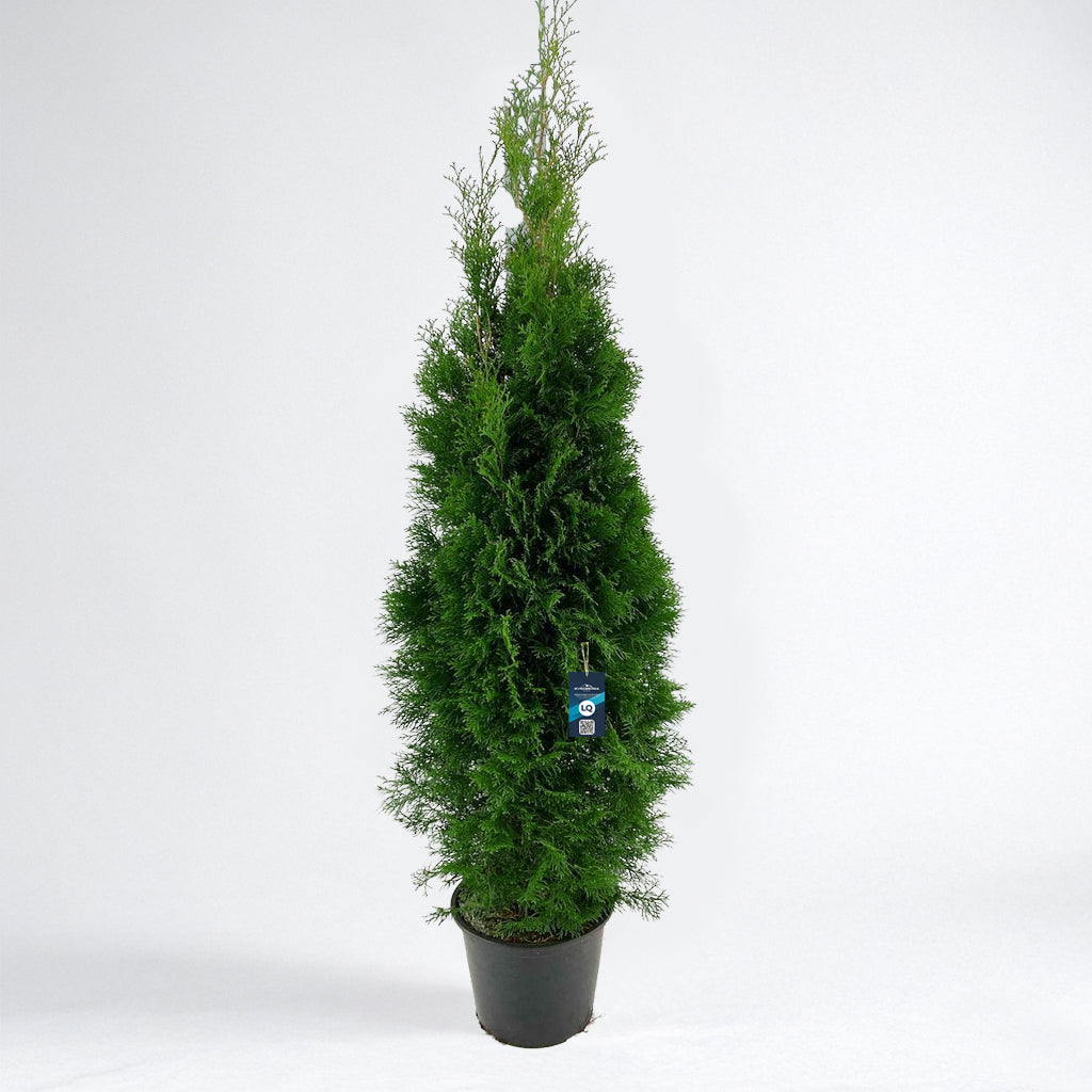 Thuja Smaragd 180-200 - Krukodlad C12 - LQ