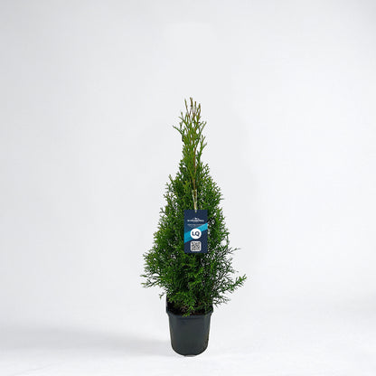 Thuja Smaragd 40-60 - Krukodlad C2 - LQ