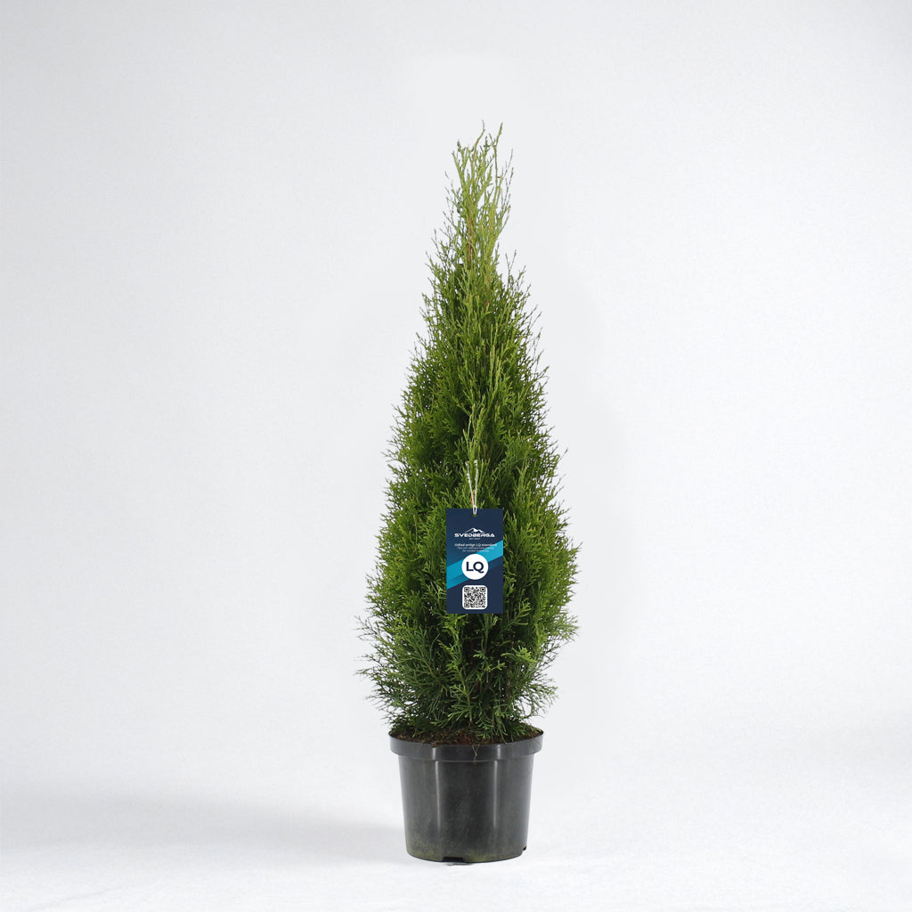 Thuja Smaragd 80-100 - Krukodlad C3 - LQ