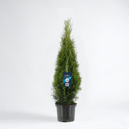 Thuja Smaragd 80-100 - Krukodlad C3 - LQ
