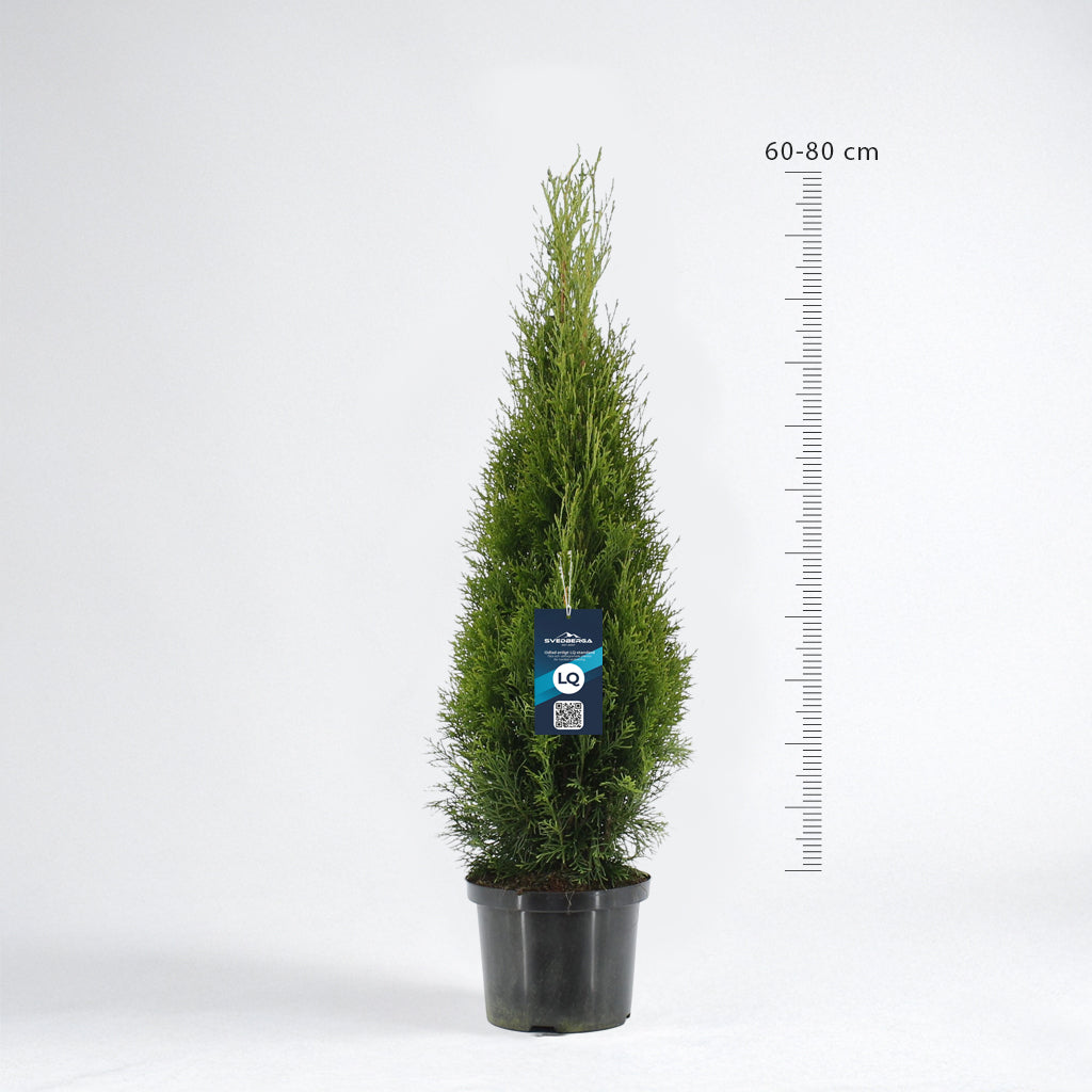 Thuja Smaragd 80-100 - Krukodlad C3 - LQ