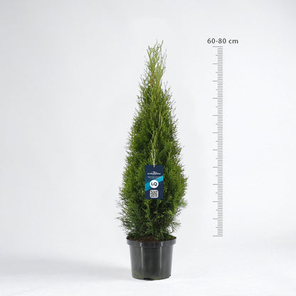Thuja Smaragd 80-100 - Krukodlad C3 - LQ