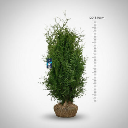 Thuja Brabant 120-140 - Rotklump - LQ