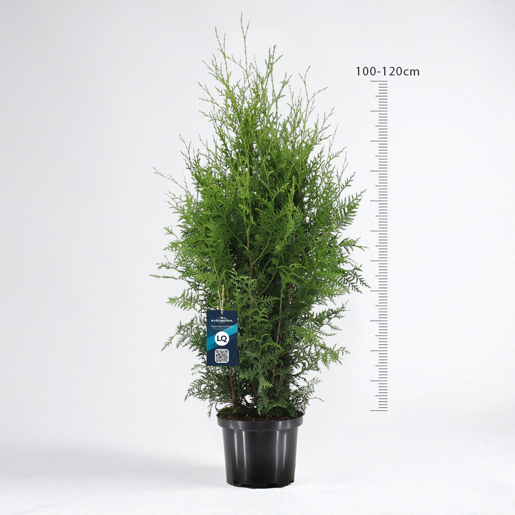 Thuja Brabant 100-120 cm Krukodlad C5 LQ - Köp Premiumhäck