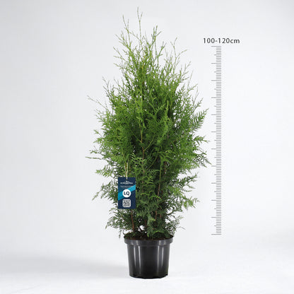 Thuja Brabant 100-120 cm Krukodlad C5 LQ - Köp Premiumhäck