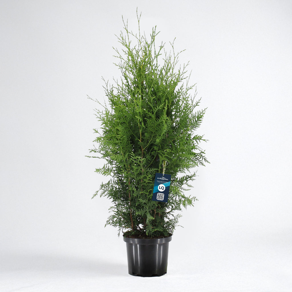 thuja brabant 140 Thuja Brabant 120-140 cm Krukodlad C12 LQ - Köp Premiumhäck