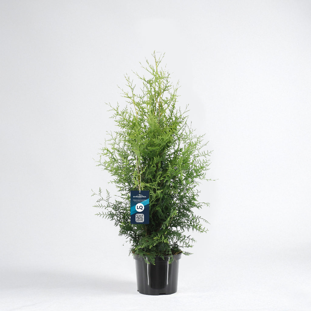 Thuja Brabant 80-100 - Krukodlad C5 - LQ