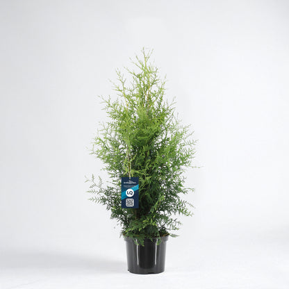 Thuja Brabant 80-100 - Krukodlad C5 - LQ