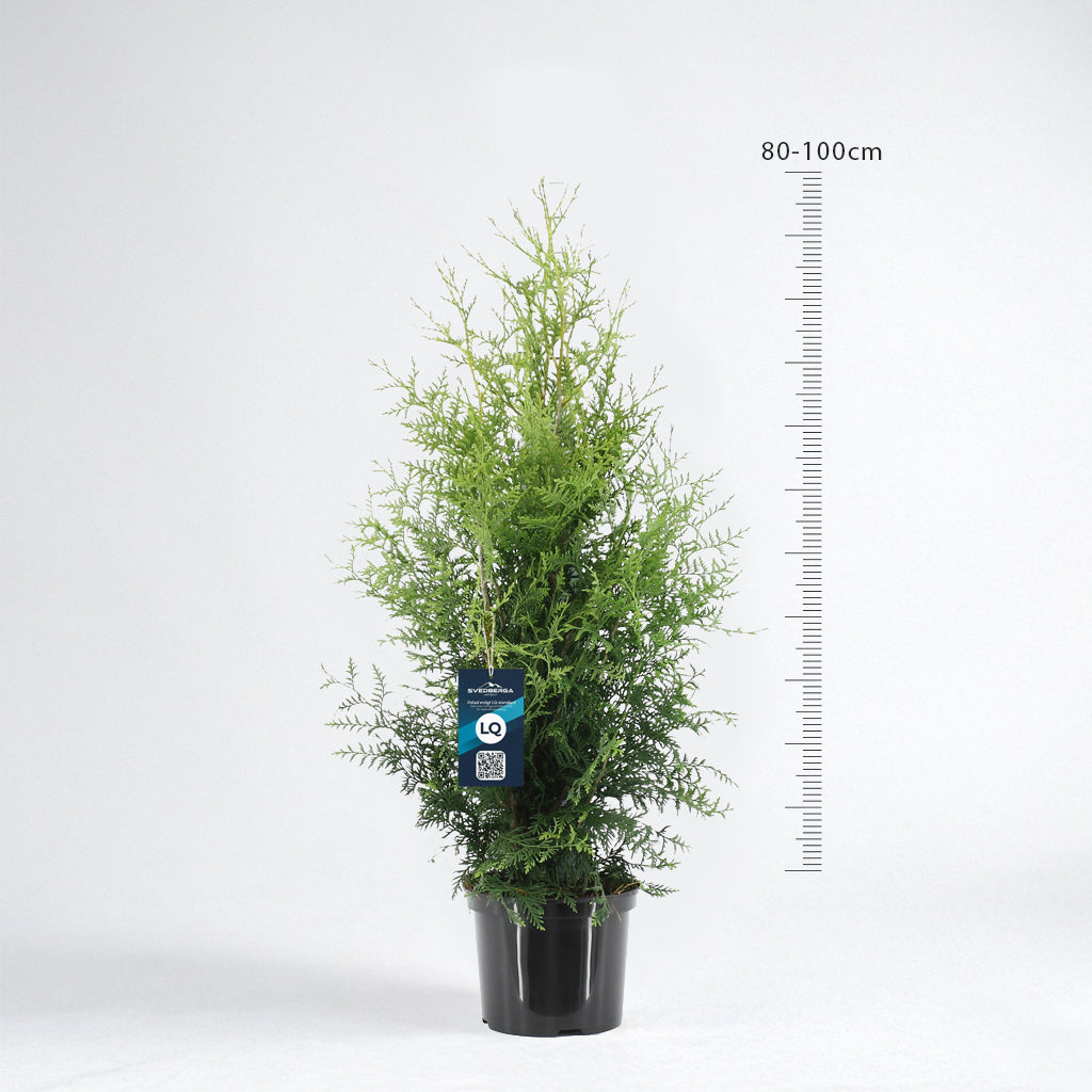 Thuja Brabant 80-100 - Krukodlad C5 - LQ