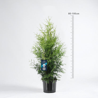 Thuja Brabant 80-100 - Krukodlad C5 - LQ