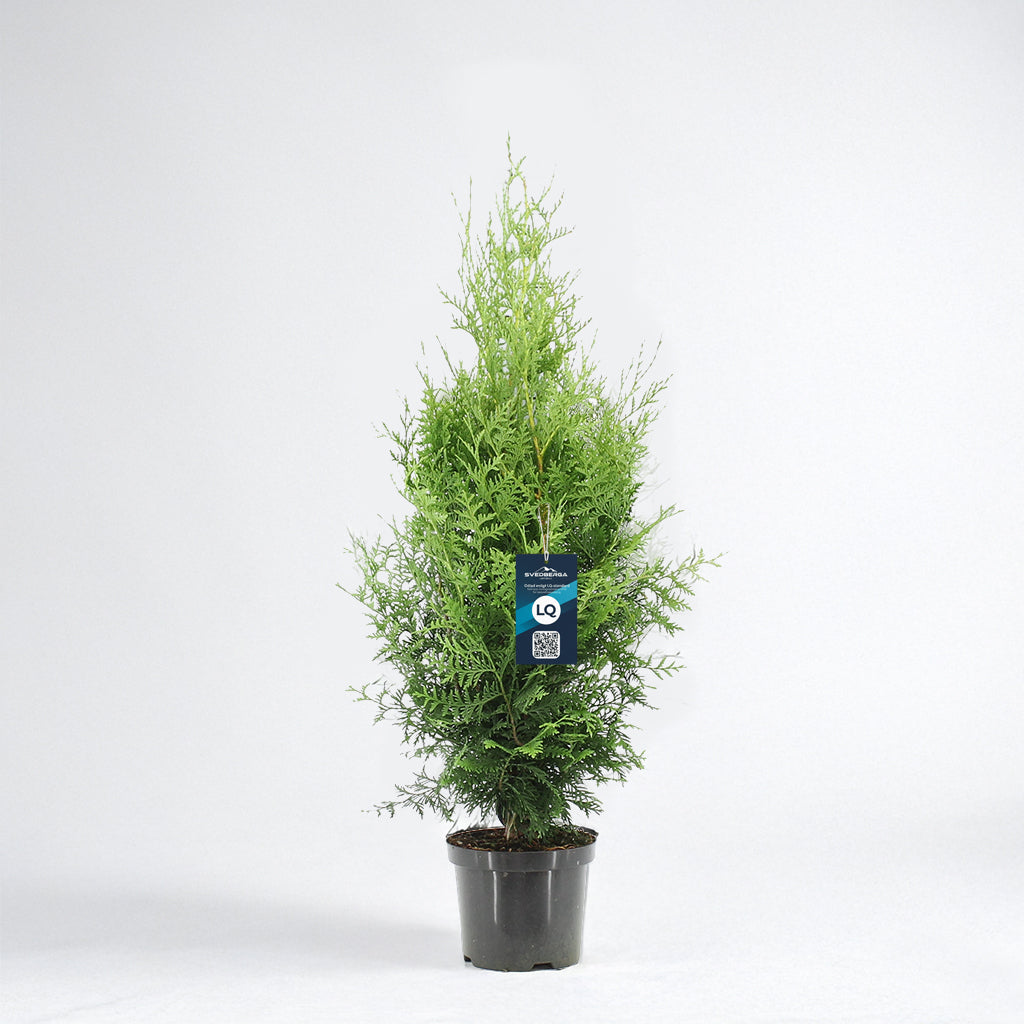 Thuja Brabant 80-100 - Krukodlad - LQ