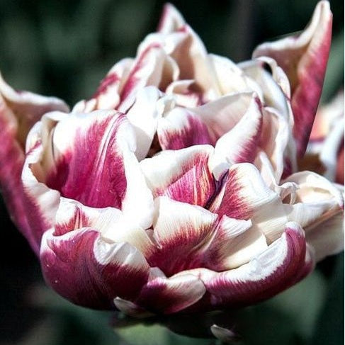 Tulpan Double Late Wyndham 7-pack (NYHET)