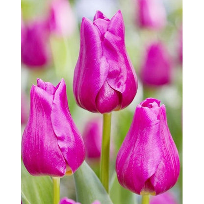 Tulpan Triumph Passio Glossy 7-pack (NYHET)