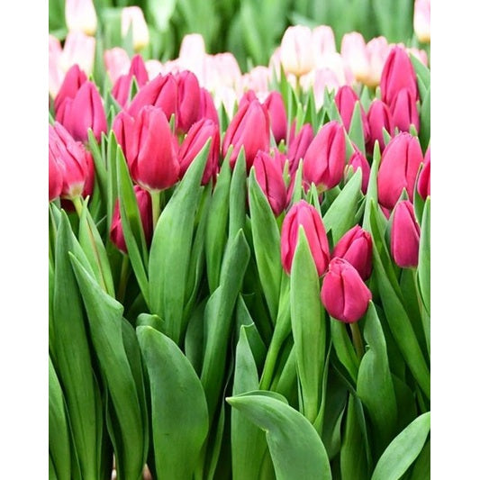 Tulpan Triumph Pink Ardour 10-pack (NYHET)