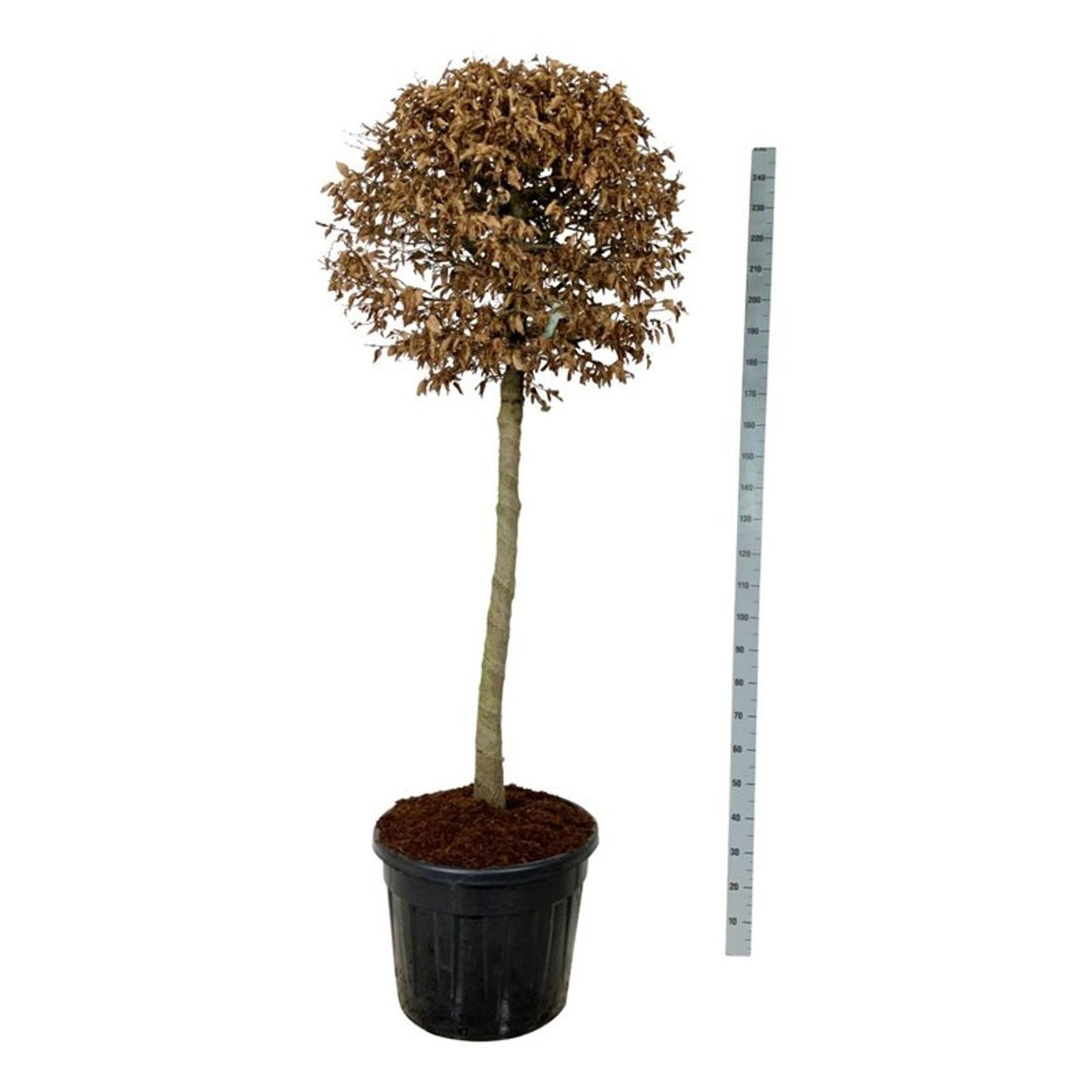 Carpinus betulus Stamträd 125 cm C90 (90 liters kruka)