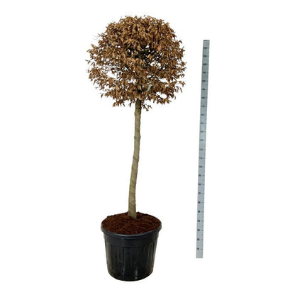 Carpinus betulus Stamträd 125 cm C90 (90 liters kruka)