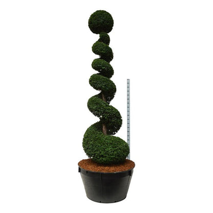 Taxus baccata Spiral 300–350 cm C500 (500 liters kruka)