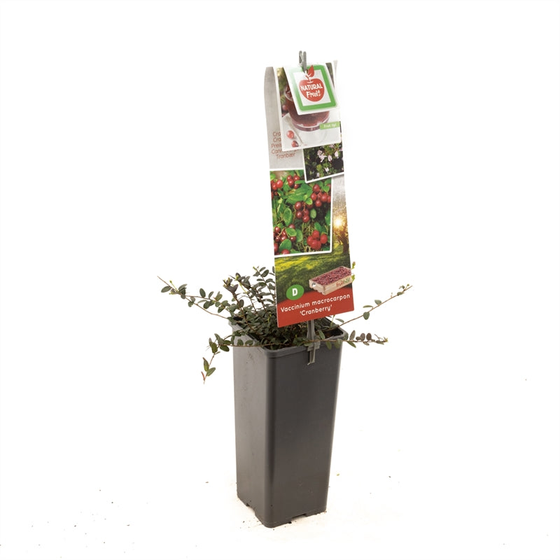 Vaccinium macrocarpon &