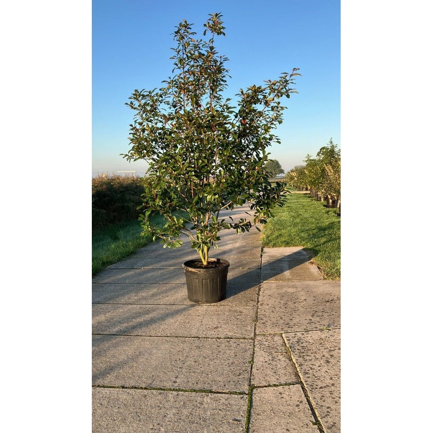 Glansmispel - Photinia fraseri 'Red Robin' 250-300 MS CONT