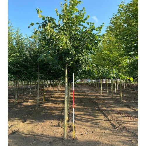 Parklind - Tilia europaea 'Euchlora'  - Stammens omkrets 18-20 cm, höjd 4 +/- meter,  HS,