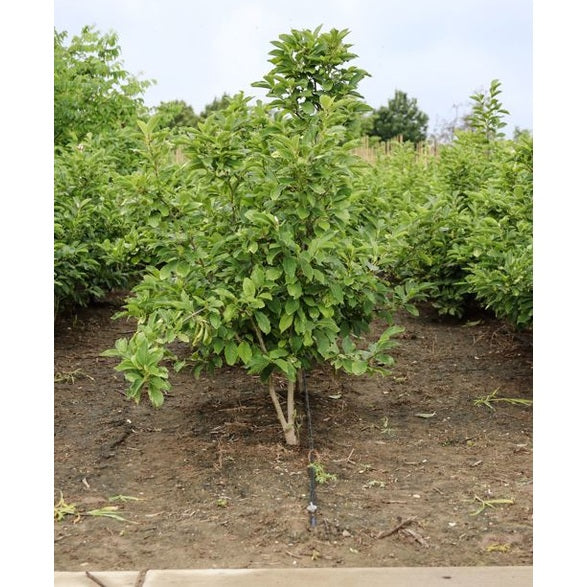 Praktmagnolia - Magnolia soulangeana 175-200 MS