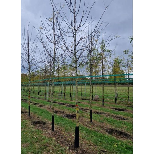 Korstörne - Gleditsia triacanthos 'Inermis'  - Stammens omkrets 18-20 cm, höjd 4 +/- meter,   HS,