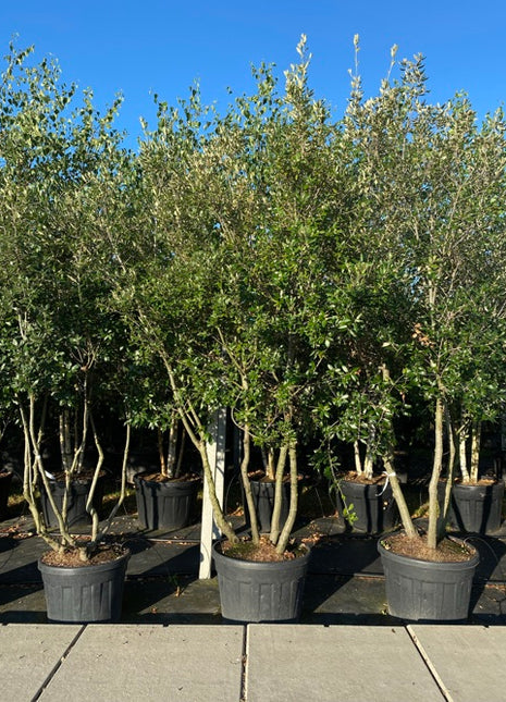 Quercus ilex 300-350 MS CONT