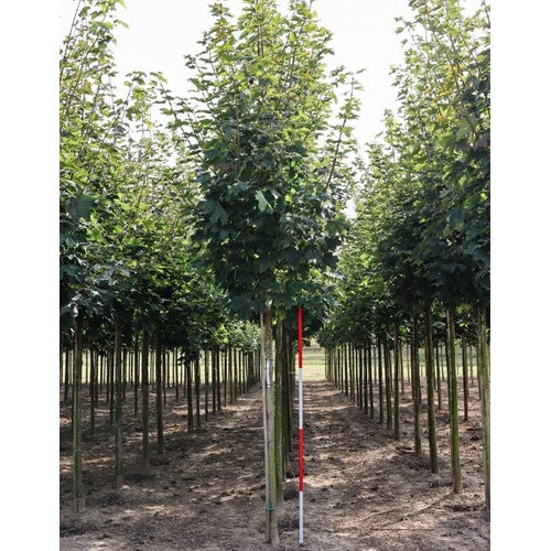 Lönn - Acer platanoides 'Emerald Queen'  - Stammens omkrets 20-25 cm, höjd 4-4,5 meter,   HS,