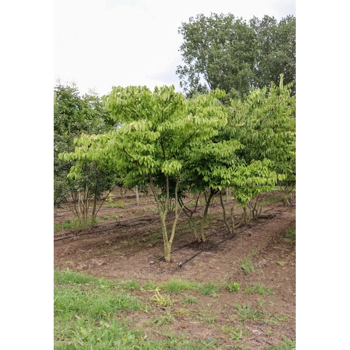 Japansk zelkova - Zelkova serrata 200-250 MS DRKL
