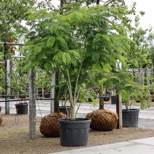 Silkesträd - Albizia julibrissin 250-300 MS