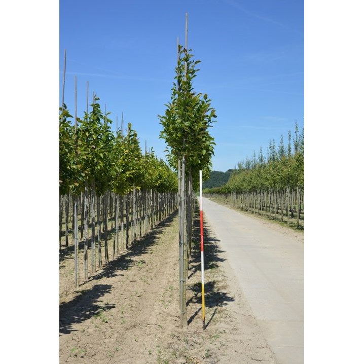 Japansk magnolia - Magnolia kobus 12-14  HS,