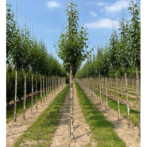 Kinesisk björk - Betula albosinensis 'Fascination' 12-14  HS,