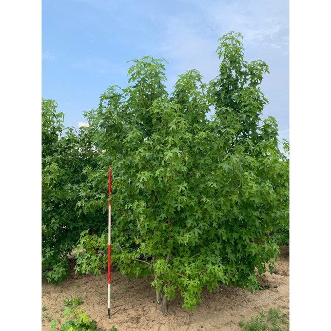 Ambraträd - Liquidambar styraciflua 300-350 MS COCO