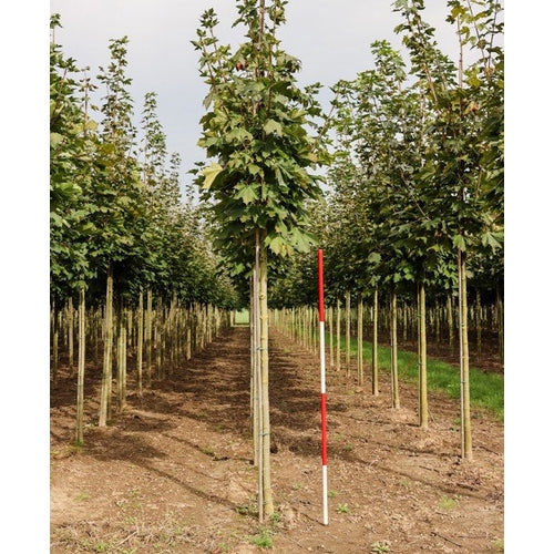 Pelarlönn - Acer platanoides 'Columnare' 12-14  HS,